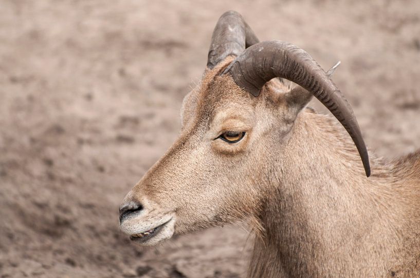 Male sheep : Animal Park Amersfoort by Loek Lobel