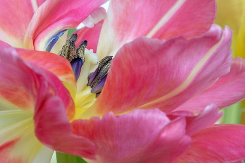 Het hart van de roze tulp