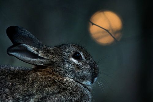 Konijn met 'volle maan'