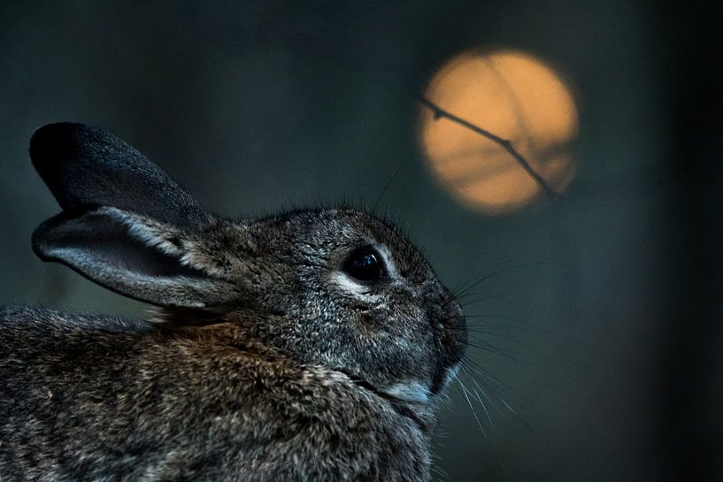 Rabbit with 'full moon' by Danny Slijfer Natuurfotografie