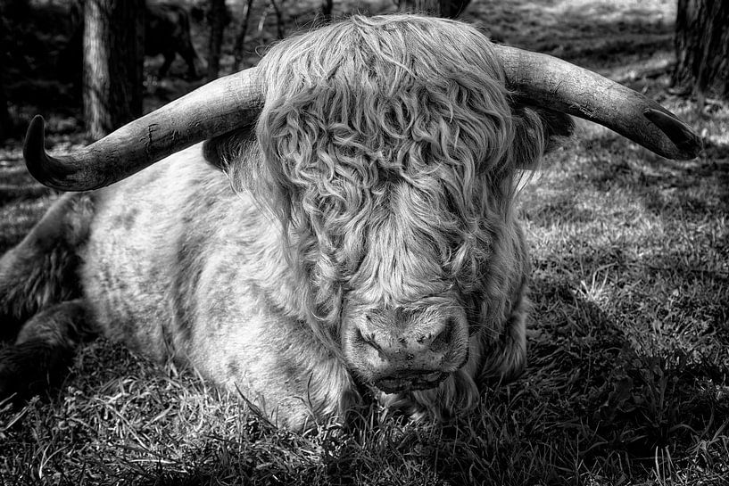 Scottish Highlander by Tilly Meijer