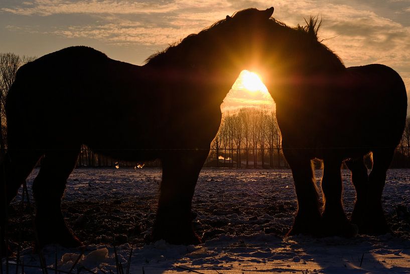 Horses by Jan Kooreman
