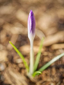 Gesloten paarse krokusbloem van Iris Holzer Richardson
