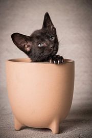Kitten in bloempot van Knap Dier