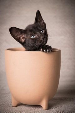 Kitten in bloempot van Knap Dier