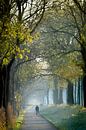 Boslaantje in herfsttinten van Willian Goedhart thumbnail