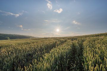 Sonnenaufgang in einem Maisfeld von John van de Gazelle