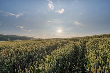 Zonsopkomst bij een graanveld van John van de Gazelle fotografie