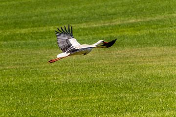 Storch auf der Weide von Frank Ketelaar