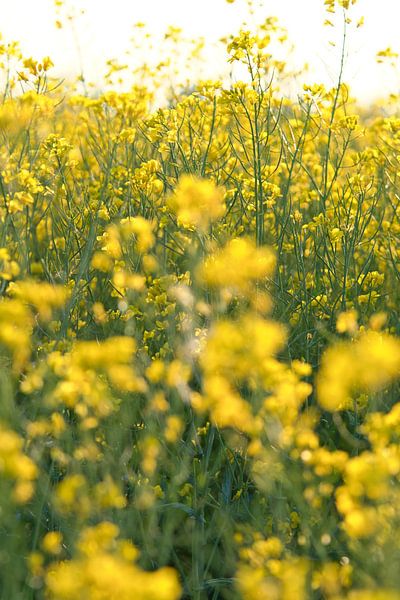 View of a yellow rapeseed field by Martin Köbsch