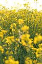 View of a yellow rapeseed field by Martin Köbsch thumbnail