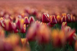 Tulpen van Peter Weideman