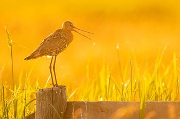 Black-tailed godwit on a fence