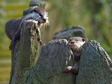 Otters with a hangover