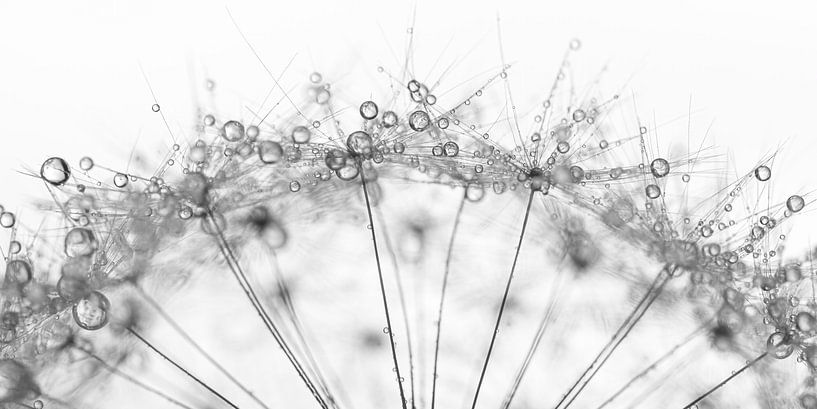 Panorama of a piece of fluffy ball with water droplets by Marjolijn van den Berg