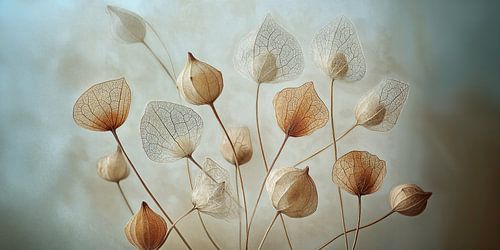 Laternenblumen im Sonnenlicht