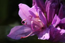 Pink Rhododendron Flower Macro