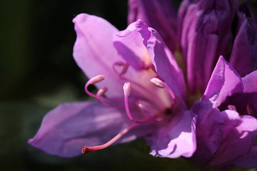 Roze Rhododendron Bloem Macro