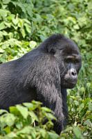 Gorillaportret