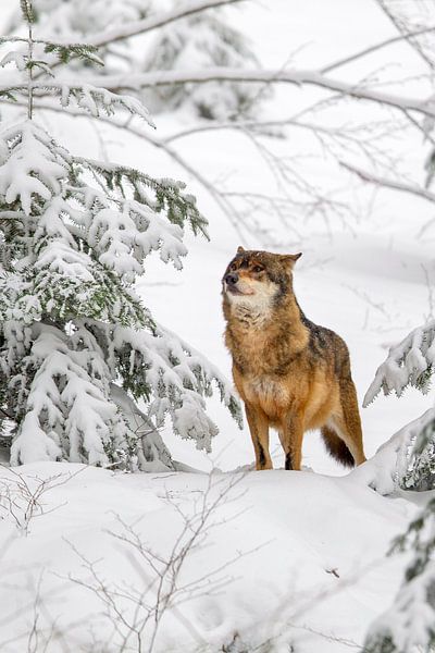 Wolf (Canis lupus) van Dirk Rüter
