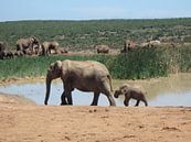 Moeder en baby olifant van Robin van Tilborg thumbnail