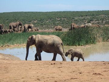 Moeder en baby olifant van Robin van Tilborg