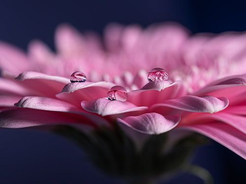 Drie druppels op een roze Gerbera