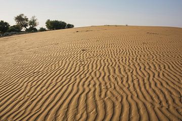 Thar desert, Rajasthan India by Tjeerd Kruse