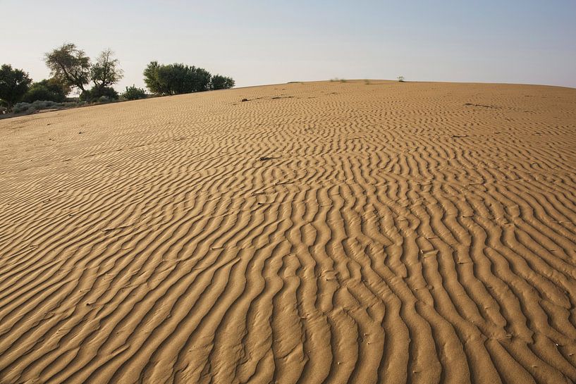 Thar desert, Rajasthan India by Tjeerd Kruse