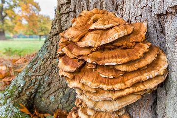 Grote bruine paddenstoelen aan boomstam van Ben Schonewille
