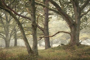 Oak Poetree by Ellen Borggreve