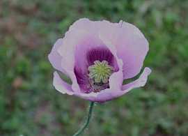 Roze-paarse papaverbloem van Helmut Martin - The Art of Stone - Steinkunst & Photographie