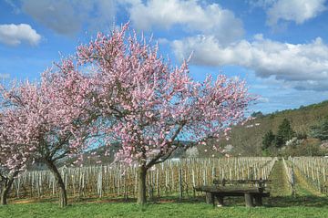 Amandelbloesem in de Pfalz