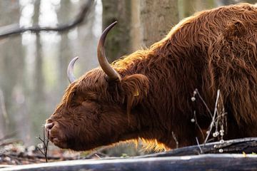 Schotse hooglander van Thes Photography