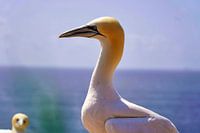 Zeevogels op Helgoland