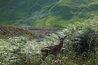 Fawn in Glen Etive, Schotland. van Babetts Bildergalerie thumbnail
