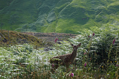 Fawn in Glen Etive, Schotland.