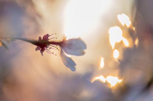 blossom stamens in the morning sun