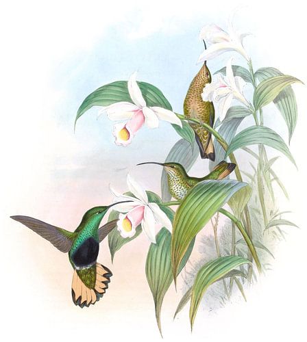 Buff-Sailed Velvet-Breast, John Gould