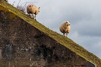 Schafe im Fort