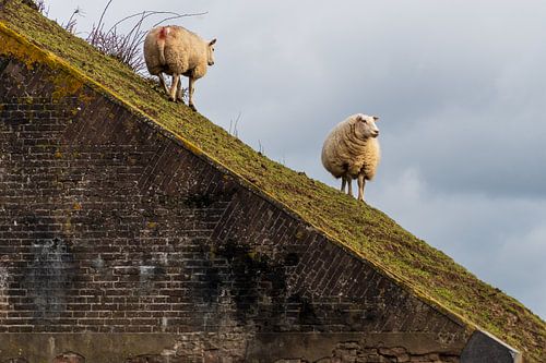 Moutons au fort