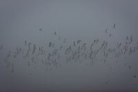 Birds.