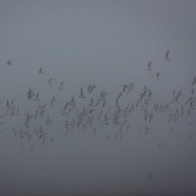 Vogels. van Kathy Orbie