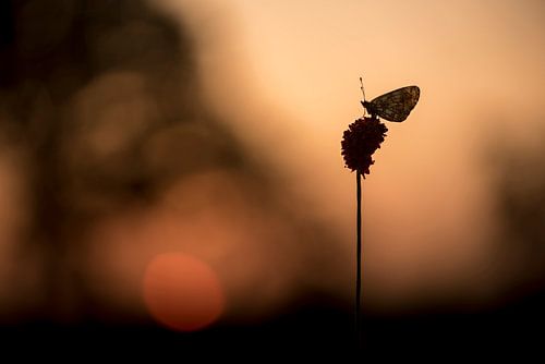 Silver Moon at sunrise