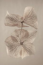 La feuille d'hortensia dansante sur Marjolijn van den Berg