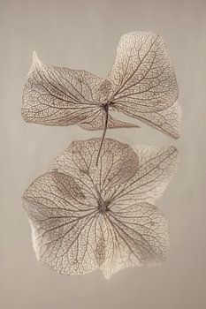 La feuille d'hortensia dansante