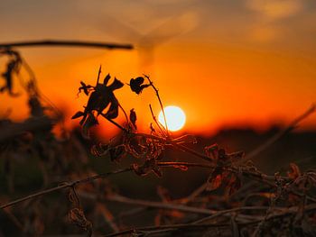 La chaleur estivale dans la lumière du soir