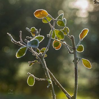 Krentenboompje in de koude vorst.