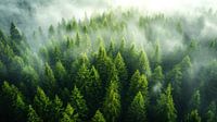 In the pine forest