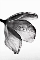 Tulp zwart/wit